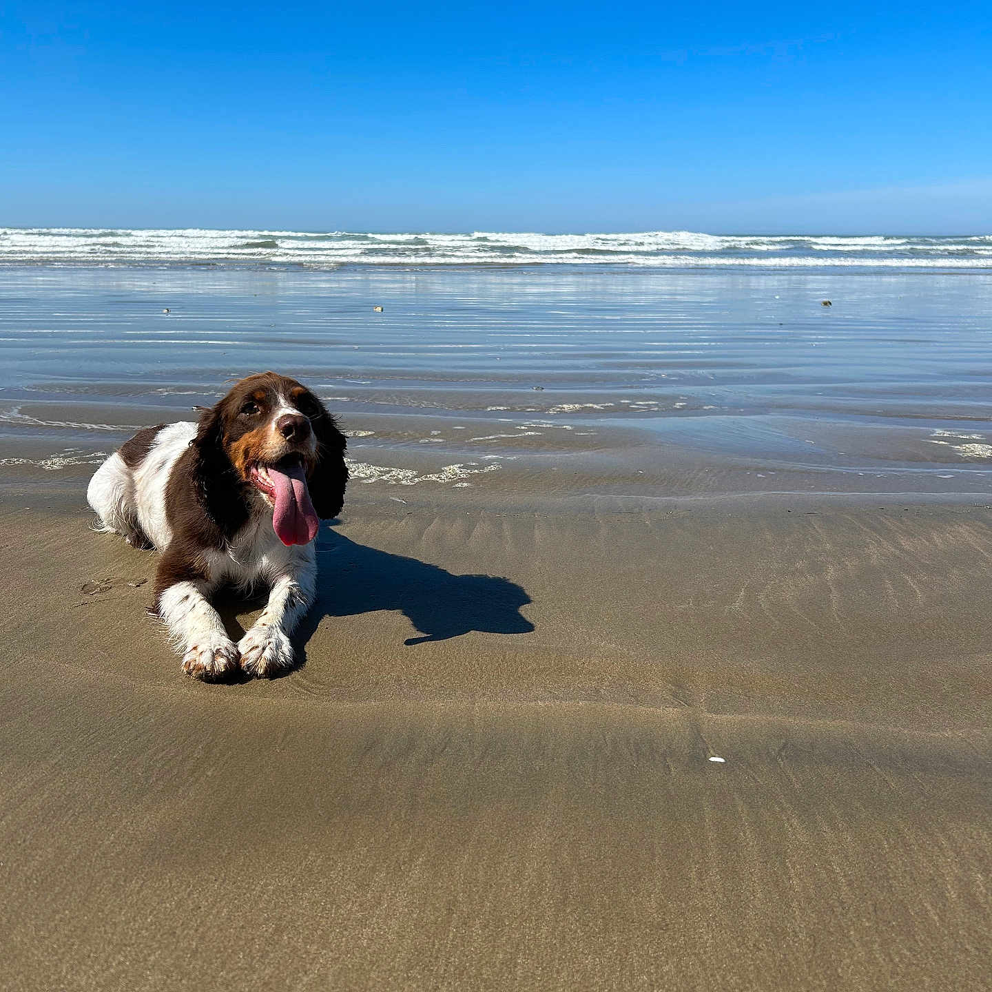 Cybèle a rejoint le concours — aidez-le/la à gagner de superbes lots ! dog, beach, sand, ocean, waves, sunny, happy, tongue_out, water, sky, outdoor, canine, animal, relaxing, nature, summer, daytime, pet, mammal, shoreline