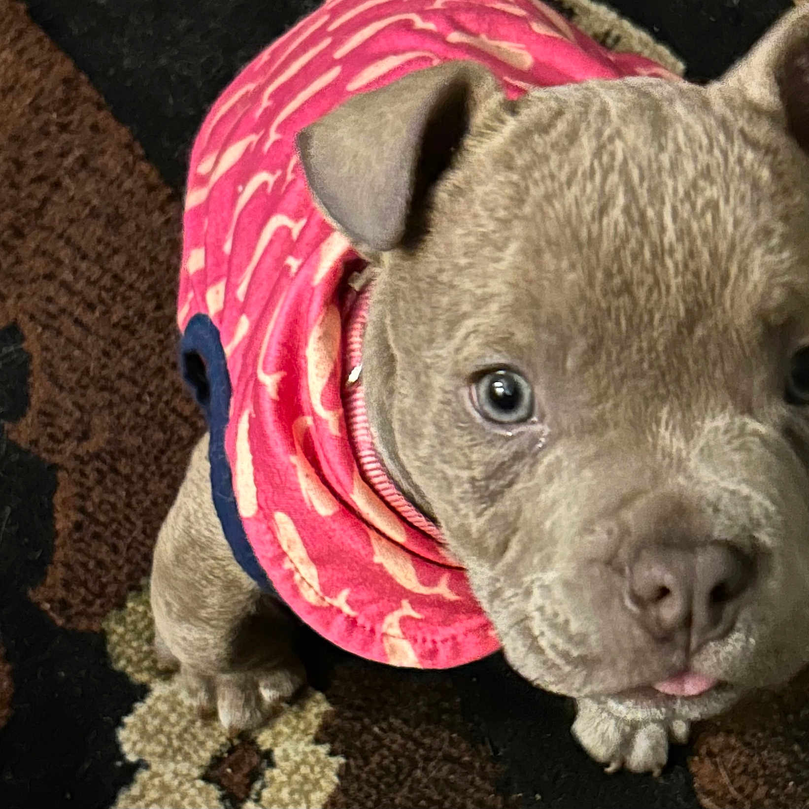 Xena joined the competition — help win amazing prizes! animal, ball, blanket, bostonbull, boxer, bulldog, canine, dog, frenchbulldog, hound, person, pet, pig, pitbull, puppy, purple, sleeping, snout, terrier, whitedog