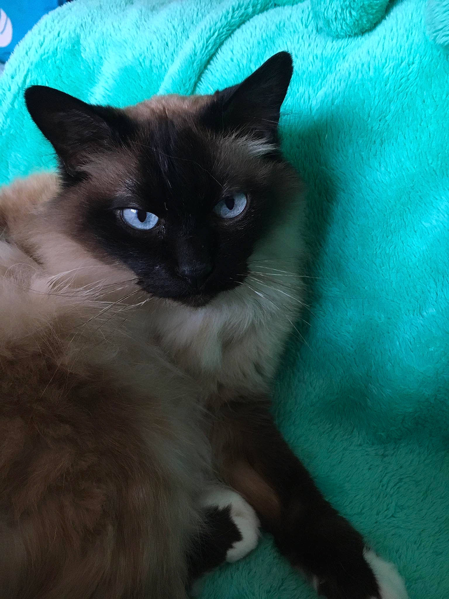 Tichang participe au concours pour gagner de l'argent avec cette photo : balinese, birman, blue, carnivore, cat, electric_blue, fawn, felidae, fur, iris, siamese, small_to_medium_sized_cats, snout, tail, thai, whiskers