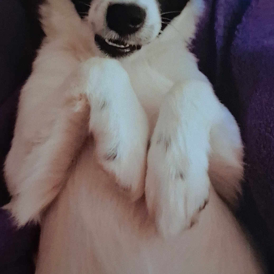 Lucky is registered to the contest to win money with this photo: animal, black_and_white, closeup, companion, cozy, cute, cute_animal, dog, expression, fluffy, fur, indoors, lying_down, mammal, paw, pet, playful, portrait, relaxed, resting