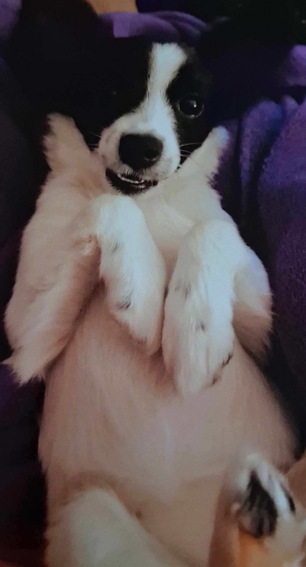 Lucky is registered to the contest to win money with this photo: dog, black_and_white, fluffy, paw, cute, pet, lying_down, playful, fur, animal, relaxed, indoors, closeup, expression, mammal, companion, cute_animal, resting, portrait, cozy