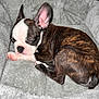 Frankie is registered to the contest to win money with this photo: adorable, animal, bed, brindle, canine, closeup, cozy, cute, dog, fluffy, fur, indoors, pet, puppy, relaxing, resting, sleeping, small, soft, white