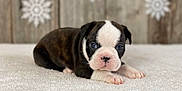 Frankie is registered to the contest to win money with this photo: adorable, animal, blue_eyes, boston_terrier, closeup, cute, decor, dog, face, fur, indoor, lying_down, pet, puppy, small, snowflake, white_blanket, winter, wooden_background, young