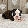 adorable, animal, blue_eyes, boston_terrier, closeup, cute, decor, dog, face, fur, indoor, lying_down, pet, puppy, small, snowflake, white_blanket, winter, wooden_background, young
