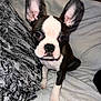 Frankie joined the competition — help win amazing prizes! animal, black_and_white, blanket, boston_terrier, canine, companion, cushion, cute, dog, domestic_animal, ears, front_paws, fur, indoor, looking_up, pet, portrait, puppy, small_dog, young_dog