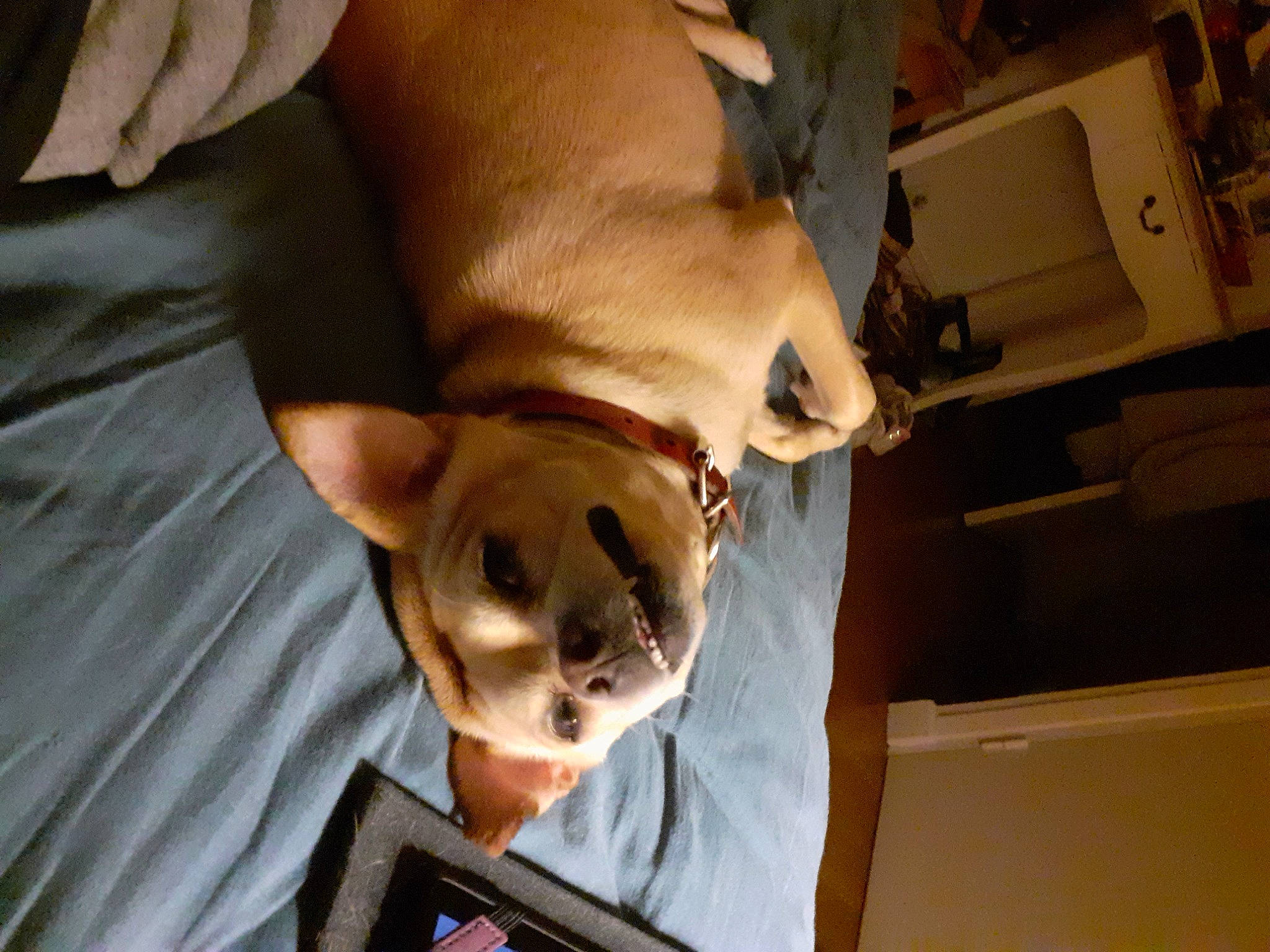 Orka a rejoint le concours — aidez-le/la à gagner de superbes lots ! canidae, carnivore, companion_dog, dog, dog_breed, ear, fawn, fun, fur, gesture, guard_dog, jaw, knee, non_sporting_group, selfie, snout, sporting_group, tablet_computer, whiskers, working_animal