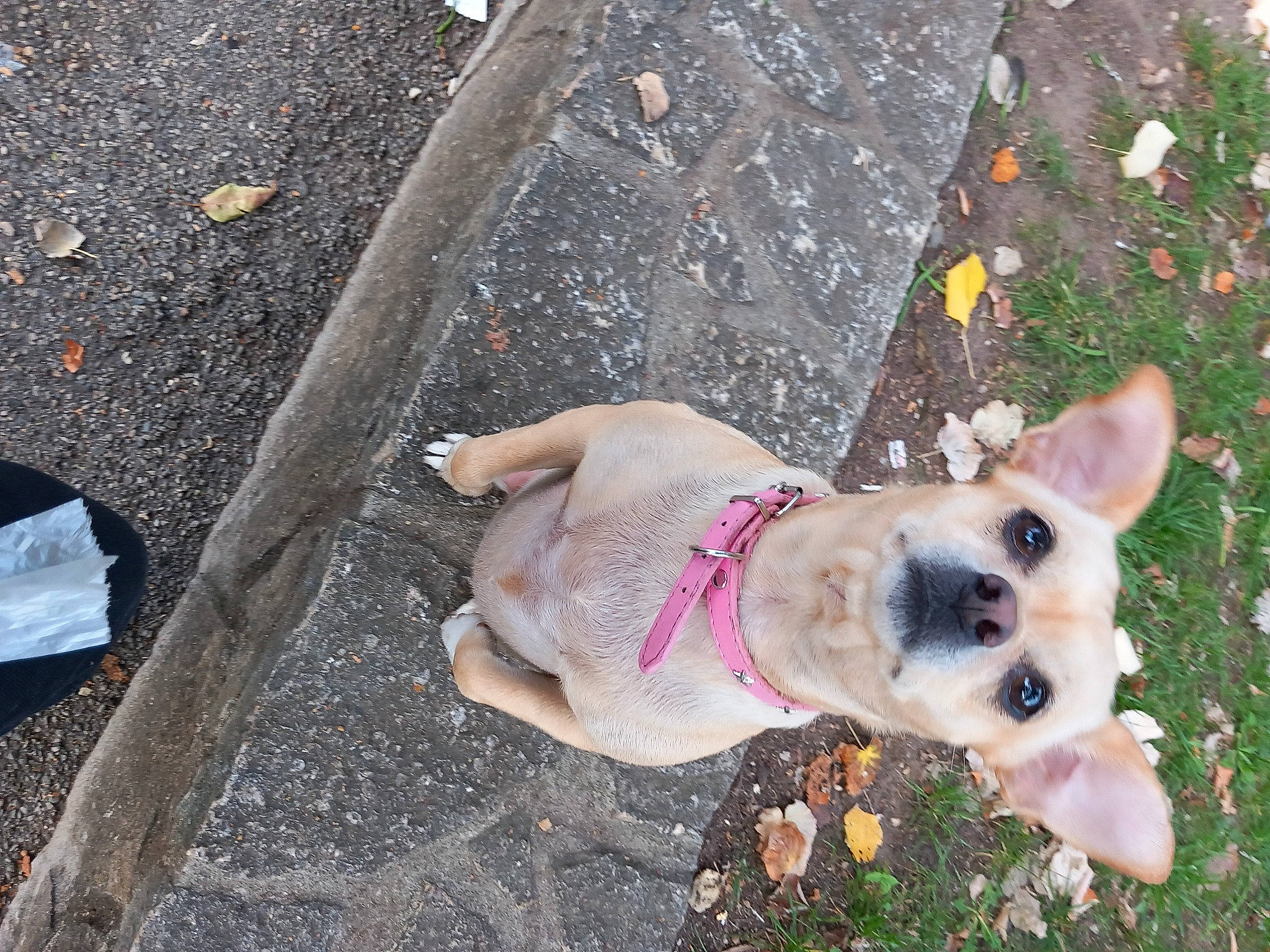 Orka a rejoint le concours — aidez-le/la à gagner de superbes lots ! canidae, carnivore, collar, companion_dog, concrete, dog, dog_breed, dog_collar, dog_supply, fashion_accessory, fawn, grass, leash, pet_supply, plant, road_surface, sidewalk, snout, sporting_group, tail