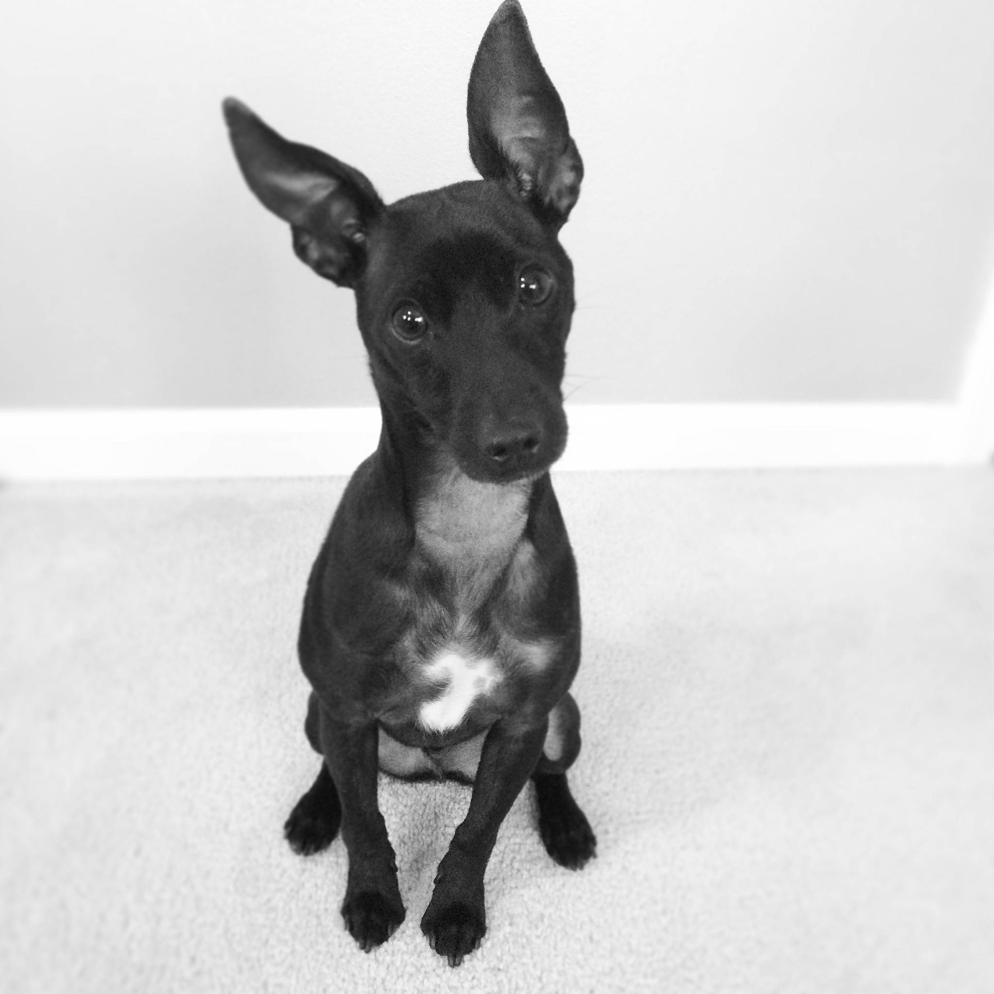 Arnold joined the competition — help win amazing prizes! canidae, carnivore, companion_dog, dog, dog_breed, ear, fawn, fur, guard_dog, head, monochrome, monochrome_photography, non_sporting_group, paw, snout, sporting_group, terrestrial_animal, toy_dog, whiskers, working_animal