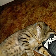 Grem is registered to the contest to win money with this photo: cat, tabby, spotted, carpet, indoor, pet, furniture, slipper, black, lying_down, playful, cozy, relaxed, animal, mammal, paw, striped, fur, home, domestic