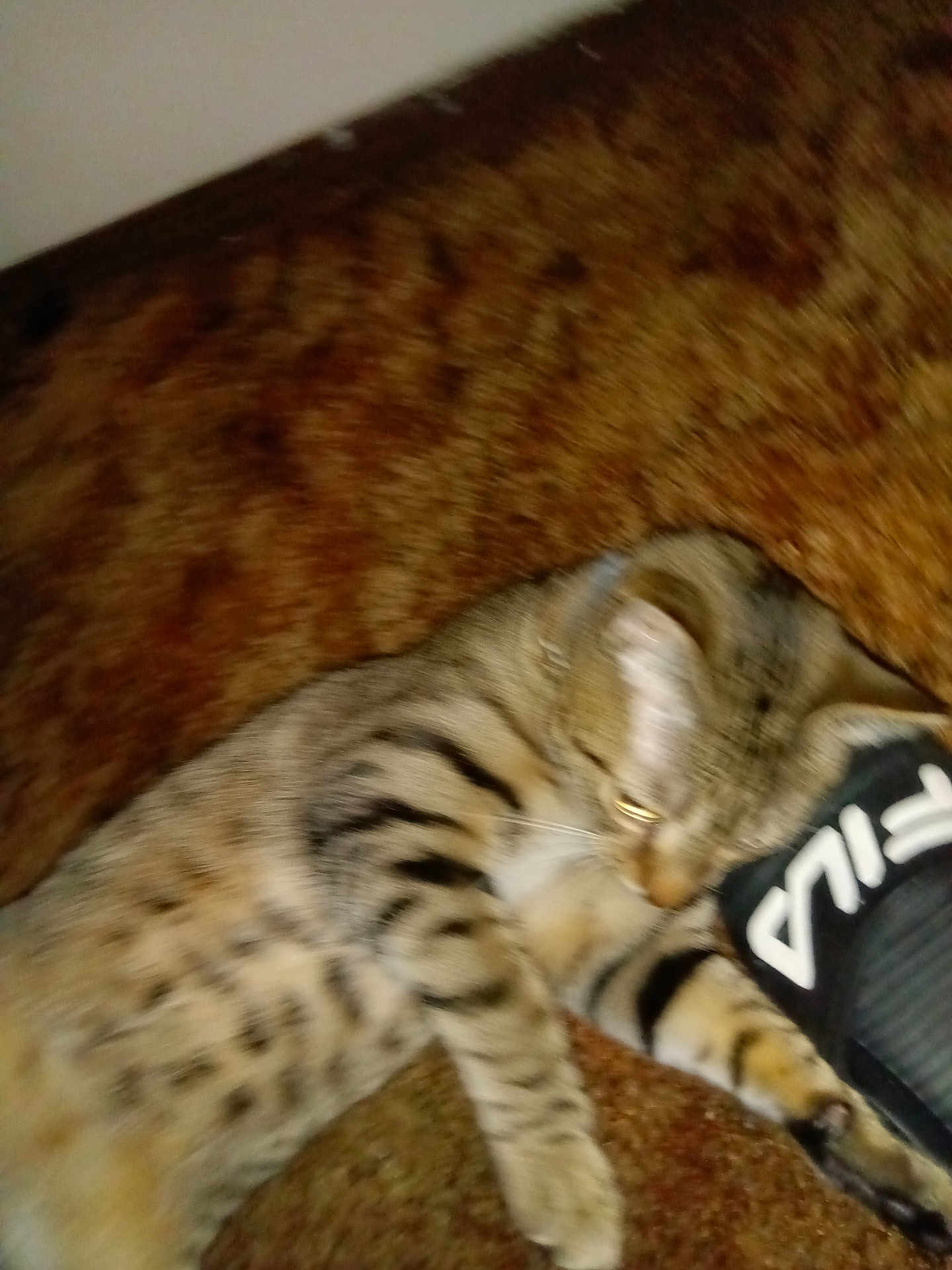 Grem is registered to the contest to win money with this photo: cat, tabby, spotted, carpet, indoor, pet, furniture, slipper, black, lying_down, playful, cozy, relaxed, animal, mammal, paw, striped, fur, home, domestic