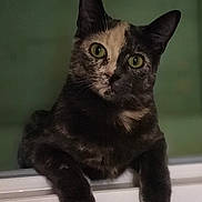 Milka a rejoint le concours — aidez-le/la à gagner de superbes lots ! cat, tortoiseshell, green_eyes, pet, animal, curious, leaning, white_surface, indoor, portrait, feline, cute, looking, ears, whiskers, closeup, soft_light, background_blur, mammal, domestic