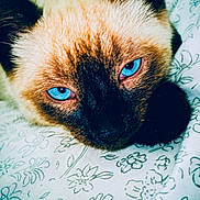 Crystal joined the competition — help win amazing prizes! cat, kitten, siamese_cat, blue_eyes, animal, pet, feline, fur, whiskers, face, close_up, portrait, lying_down, bed, blanket, floral_pattern, indoor, black_mask, colorful