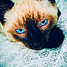 cat, kitten, siamese_cat, blue_eyes, animal, pet, feline, fur, whiskers, face, close_up, portrait, lying_down, bed, blanket, floral_pattern, indoor, black_mask, colorful