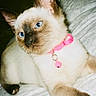 Crystal is registered to the contest to win money with this photo: cat, siamese_cat, pet, animal, blue_eyes, pink_collar, bell, fur, whiskers, ears, paws, lying_down, bed, bedding, indoors, close_up, portrait, cream_fur, brown_points, flash_photography