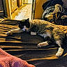 cat, bed, blanket, indoor, furniture, household, clothing, tile_floor, relaxing, pet, fur, domestic_animal, stretching, brown, black_and_white, comfort, room, pile, casual, cozy
