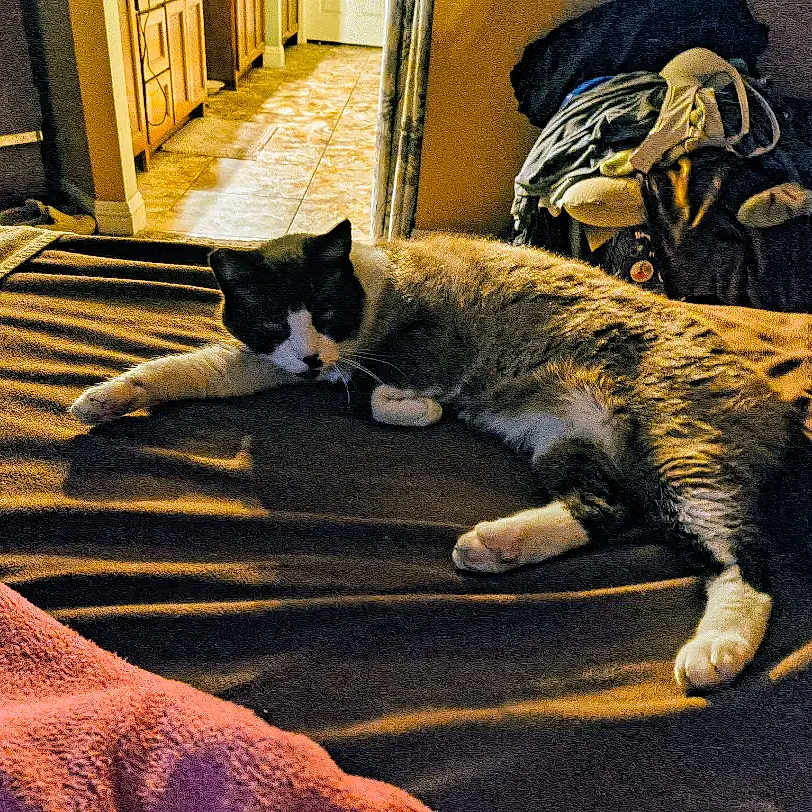 Gizmo