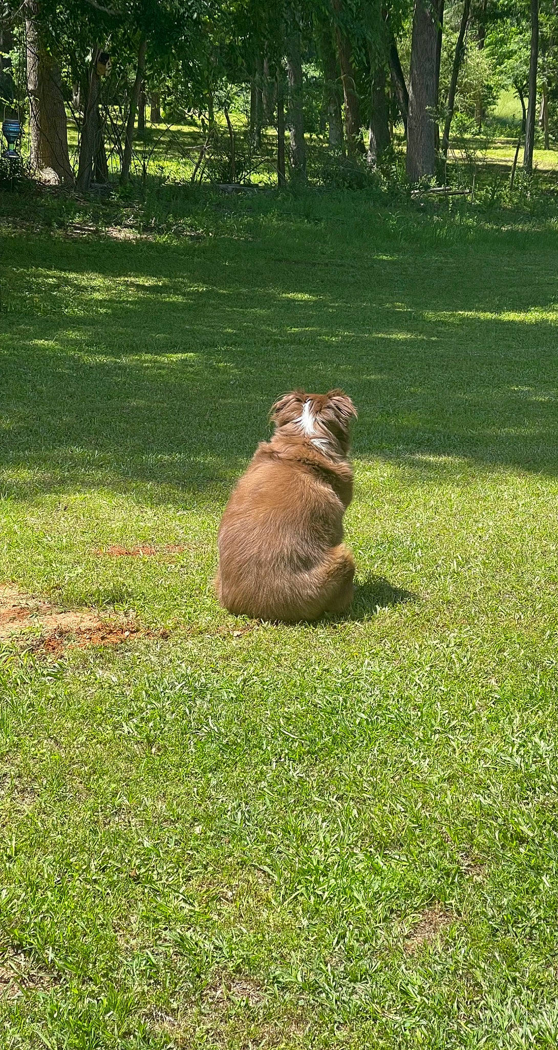 Chipper joined the competition — help win amazing prizes! carnivore, companion_dog, fawn, felidae, grass, grass_family, grassland, groundcover, kodiak_bear, landscape, lawn, leaf, meadow, natural_landscape, plant, rodent, tail, terrestrial_animal, tree, trunk