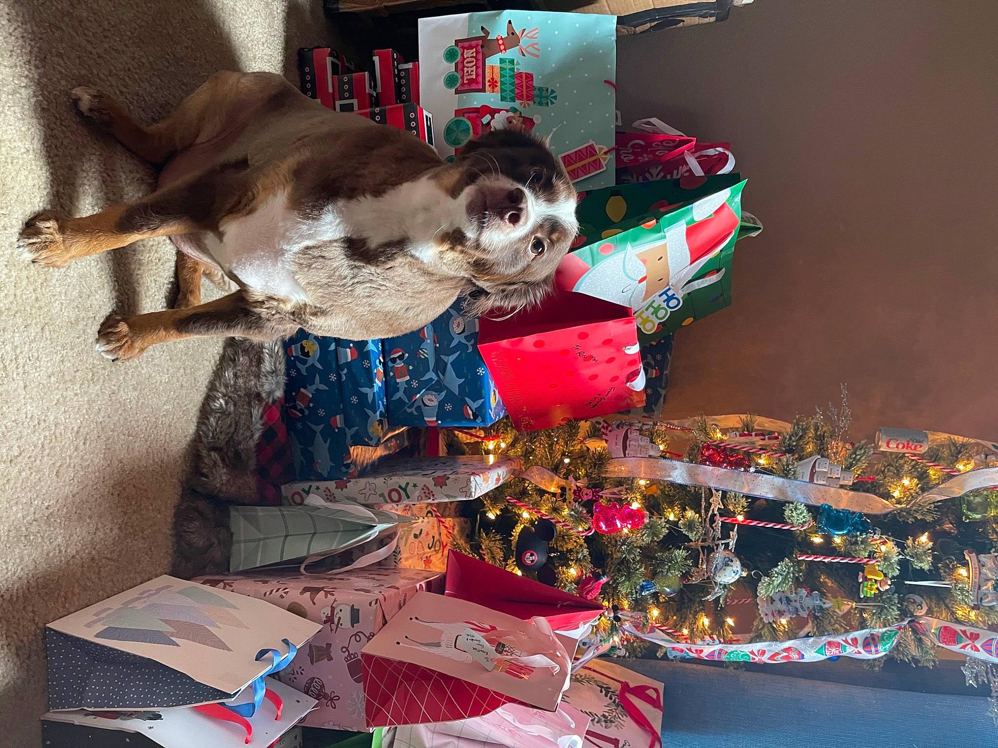Chipper is registered to the contest to win money with this photo: canidae, carmine, carnivore, christmas, christmas_eve, companion_dog, creative_arts, dog, dog_breed, event, fashion_accessory, fawn, felidae, fur, gift_wrapping, holiday, present, room, small_to_medium_sized_cats, sporting_group