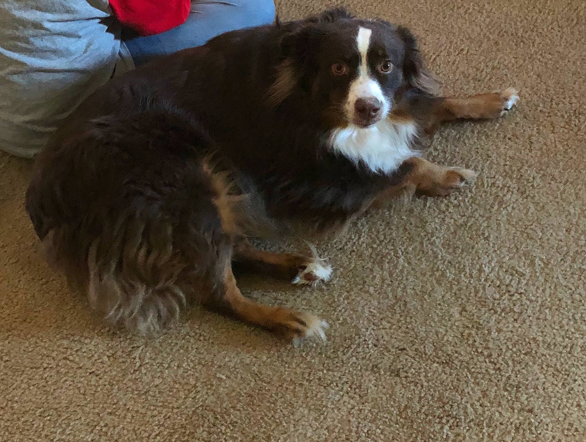 Chipper is registered to the contest to win money with this photo: australian_collie, bernese_mountain_dog, carnivore, companion_dog, dog, dog_breed, flooring, fur, giant_dog_breed, herding_dog, mammal, paw, puppy, spaniel, sporting_group, street_dog, tail, terrestrial_animal, whiskers, working_dog