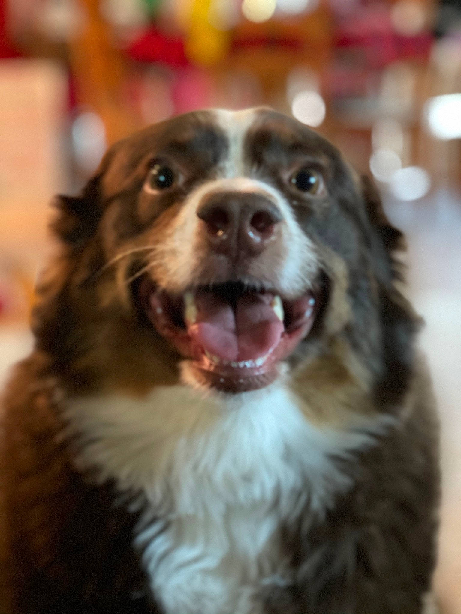 Chipper is registered to the contest to win money with this photo: canidae, carnivore, companion_dog, dog, dog_breed, eye, fang, fur, gun_dog, herding_dog, iris, liver, shout, snout, sporting_group, terrestrial_animal, whiskers, working_animal, working_dog