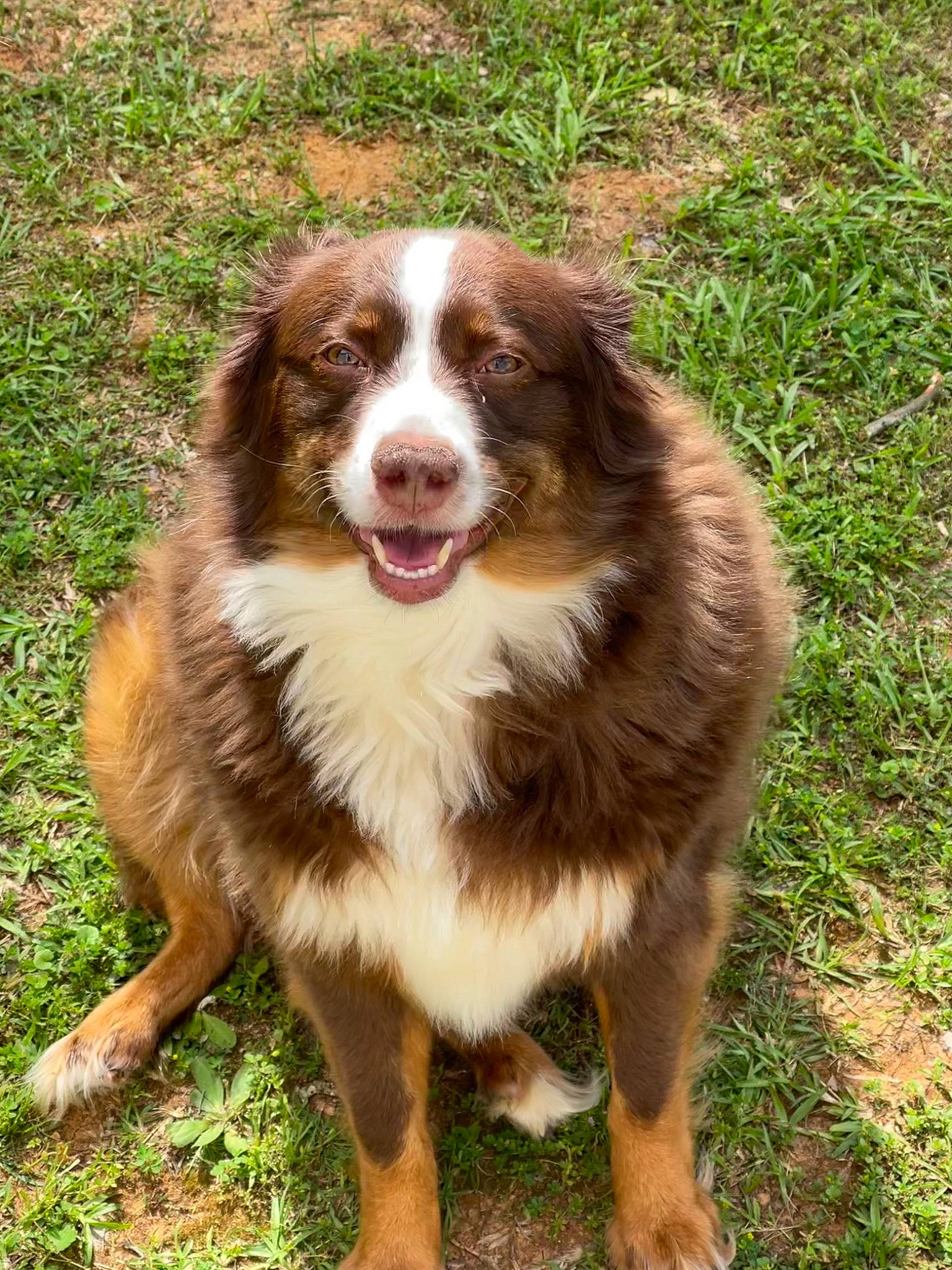 Chipper is registered to the contest to win money with this photo: australian_collie, australian_shepherd, border_collie, carnivore, companion_dog, dog, dog_breed, fang, fur, grass, gun_dog, herding_dog, liver, miniature_australian_shepherd, plant, snout, sporting_group, terrestrial_animal, whiskers, working_dog