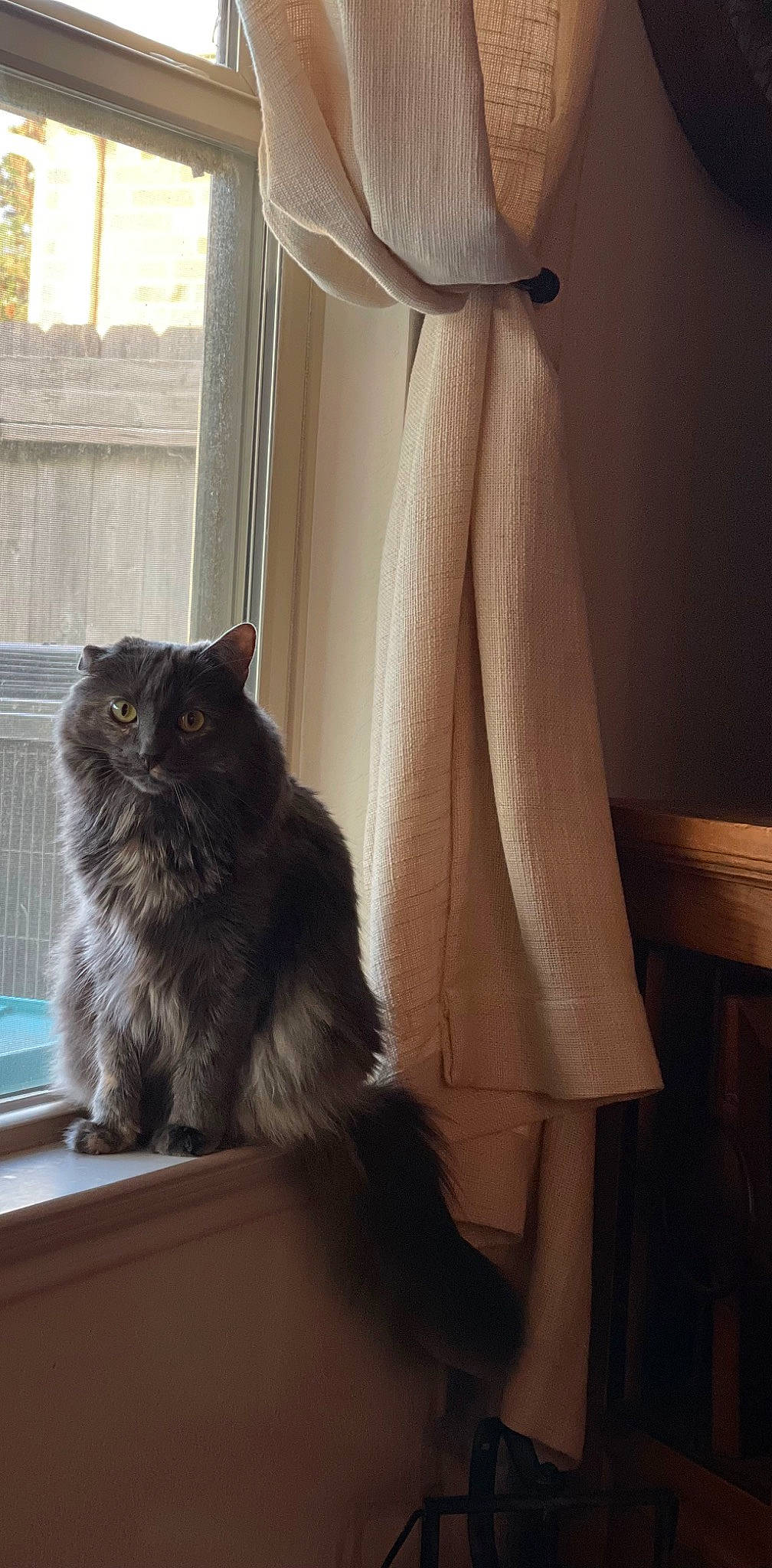 Lola Jean is registered to the contest to win money with this photo: carnivore, cat, comfort, curtain, felidae, floor, flooring, grey, hardwood, human_leg, leg, small_to_medium_sized_cats, tail, textile, tints_and_shades, waist, whiskers, white, window, wood