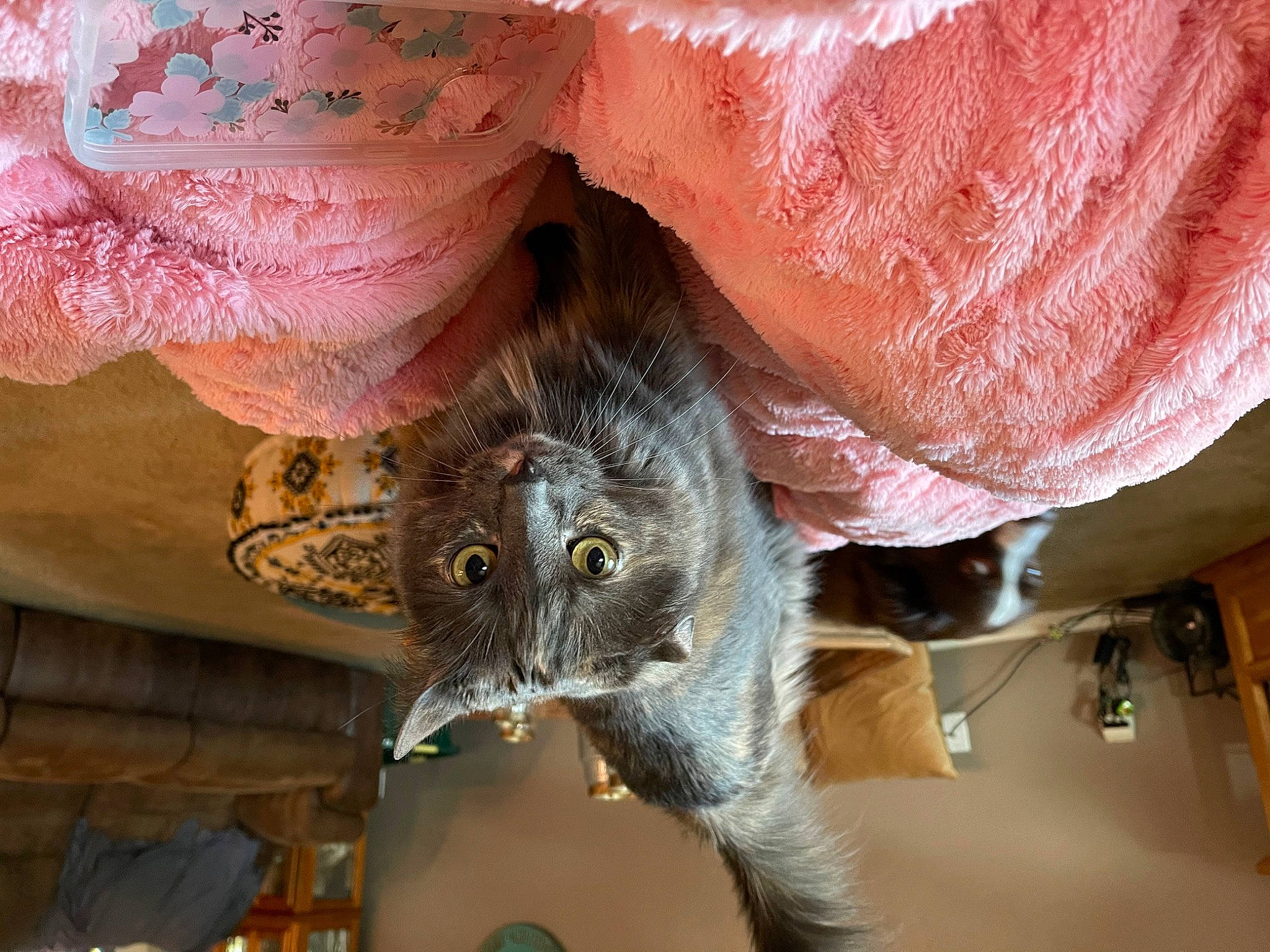 Lola Jean is registered to the contest to win money with this photo: carnivore, cat, claw, domestic_short_haired_cat, fawn, felidae, foot, fur, human_leg, paw, peach, petal, plant, small_to_medium_sized_cats, snout, tail, tree, whiskers, window, wood