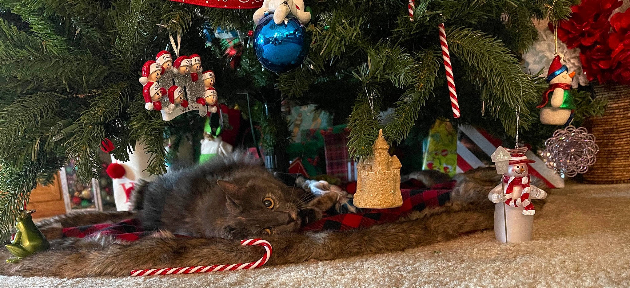 Lola Jean is registered to the contest to win money with this photo: cat, christmas, christmas_decoration, christmas_ornament, christmas_tree, cone, decoration, event, felidae, green, holiday, holiday_ornament, light, lighting, mirror, ornament, plant, red, toy, tree