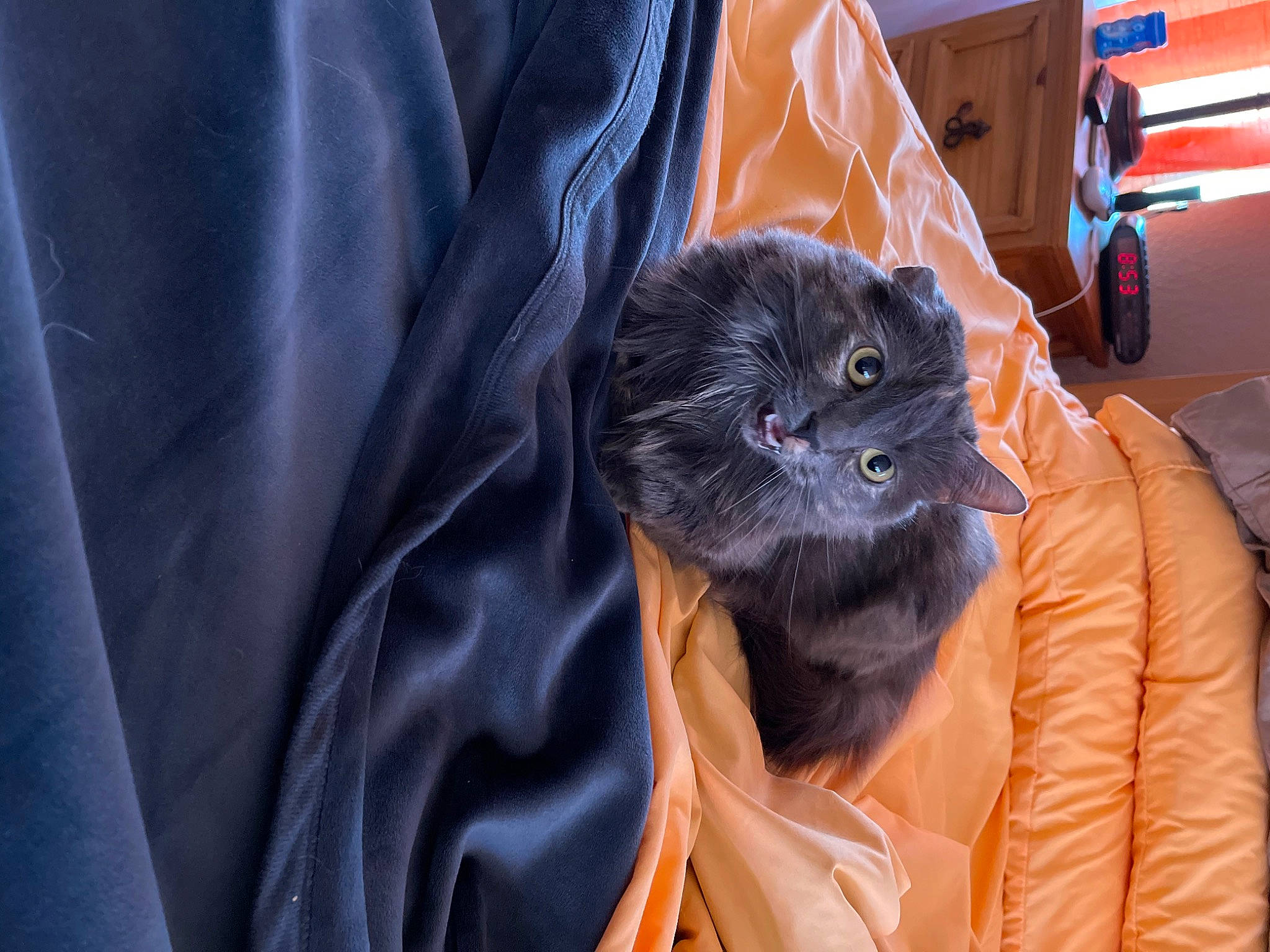 Lola Jean is registered to the contest to win money with this photo: black_cat, box, cat, collar, comfort, electric_blue, felidae, fur, orange, shipping_box, sleeve, small_to_medium_sized_cats, textile, whiskers, windbreaker
