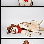 Zeus joined the competition — help win amazing prizes! dog, siberian_husky, cowboy_hat, red_bandana, sunglasses, pet, animal, studio_shot, white_background, portrait, lying_down, posing, cute, funny, costume, canine, smiling, relaxed, accessory, fashion
