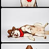 dog, siberian_husky, cowboy_hat, red_bandana, sunglasses, pet, animal, studio_shot, white_background, portrait, lying_down, posing, cute, funny, costume, canine, smiling, relaxed, accessory, fashion