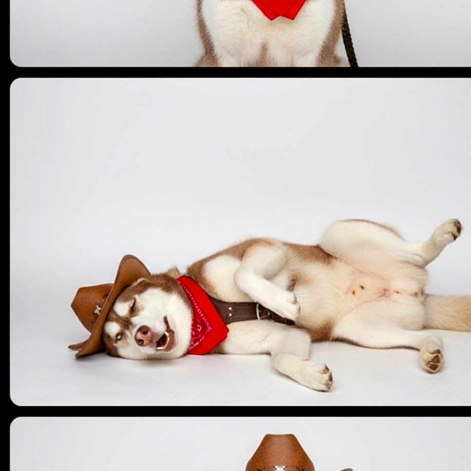 Zeus joined the competition — help win amazing prizes! dog, siberian_husky, cowboy_hat, red_bandana, sunglasses, pet, animal, studio_shot, white_background, portrait, lying_down, posing, cute, funny, costume, canine, smiling, relaxed, accessory, fashion