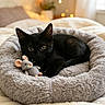 cat, kitten, black_cat, pet, animal, plush_toy, mouse_toy, stuffed_animal, pet_bed, blanket, fluffy, cozy, bedroom, indoor, sleeping, lying_down, wide_eyed, whiskers, ears, warm_lighting