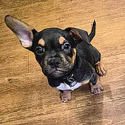 Koda is registered to the contest to win money with this photo: puppy, dog, pet, black, brown, white, floor, wooden_floor, indoor, small_dog, curious, ears, collar, tag, looking_up, cute, young_dog, animal, canine, fur