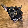 puppy, dog, pet, black, brown, white, floor, wooden_floor, indoor, small_dog, curious, ears, collar, tag, looking_up, cute, young_dog, animal, canine, fur