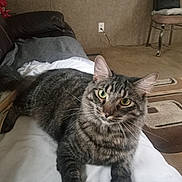 Grady Williams is registered to the contest to win money with this photo: cat, tabby_cat, pet, indoor, feline, fur, whiskers, green_eyes, relaxed, lying_down, blanket, living_room, carpet, chair, handbag, couch, cozy, home, domestic_animal, curious