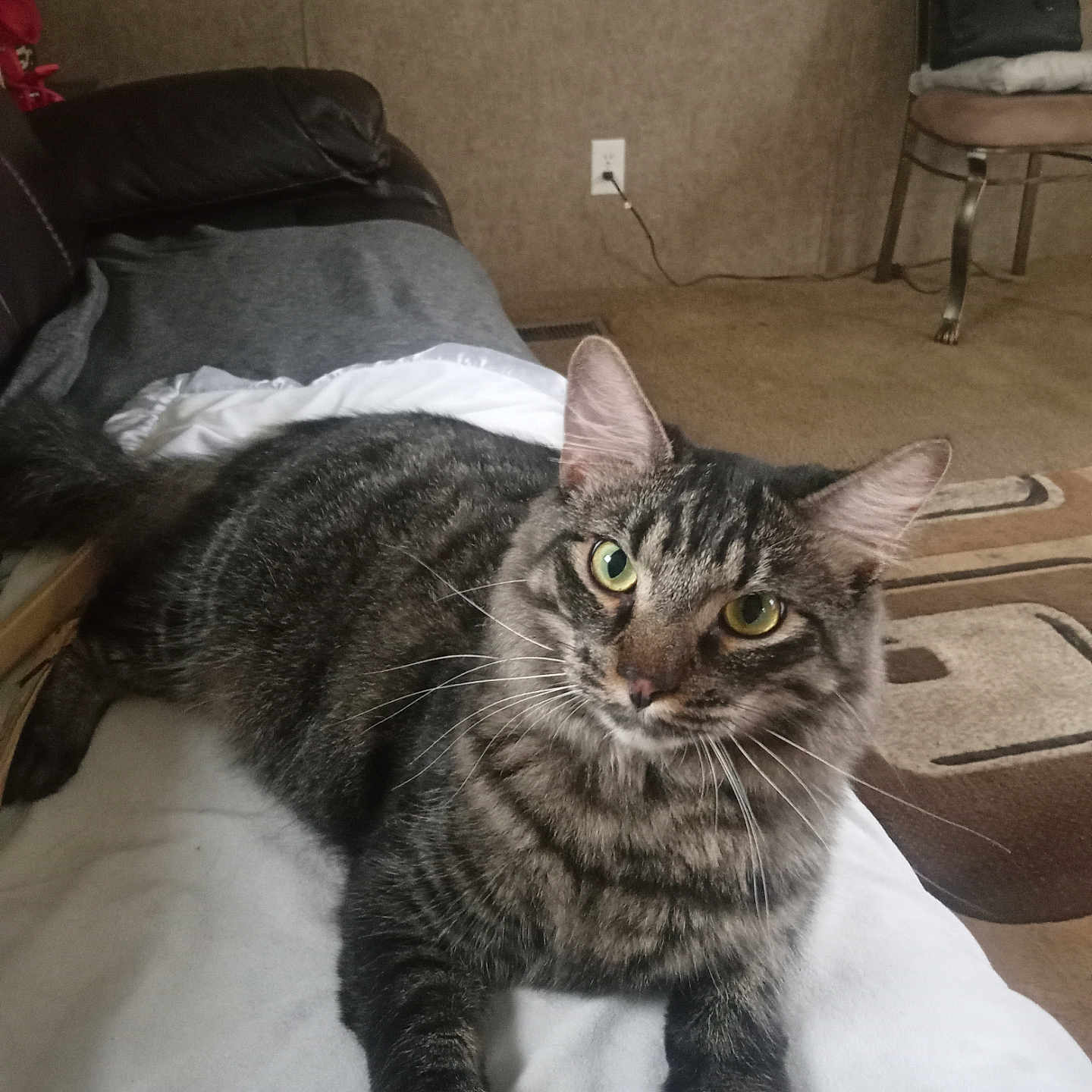 Grady Williams is registered to the contest to win money with this photo: blanket, carpet, cat, chair, couch, cozy, curious, domestic_animal, feline, fur, green_eyes, handbag, home, indoor, living_room, lying_down, pet, relaxed, tabby_cat, whiskers