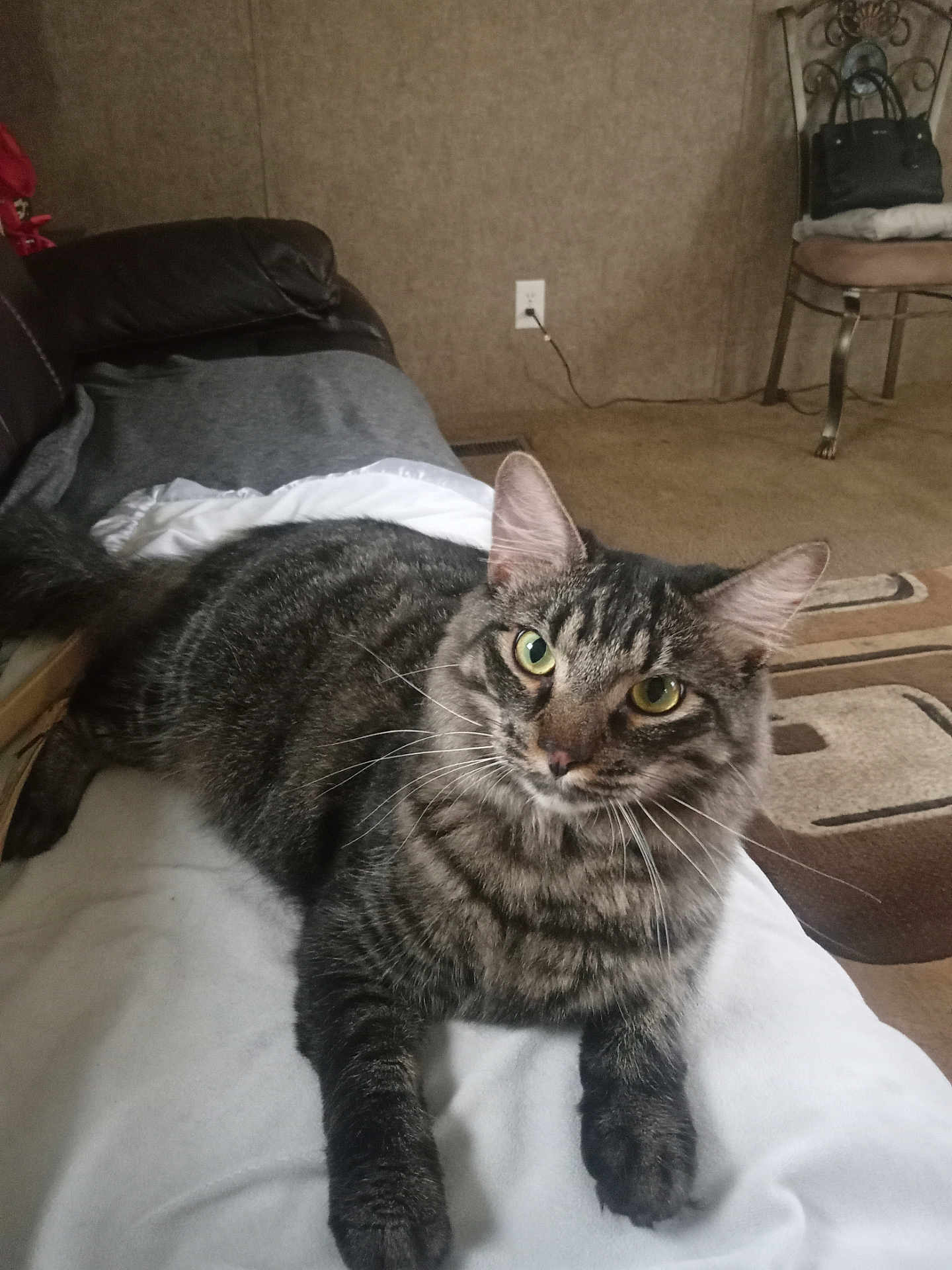 Grady Williams is registered to the contest to win money with this photo: cat, tabby_cat, pet, indoor, feline, fur, whiskers, green_eyes, relaxed, lying_down, blanket, living_room, carpet, chair, handbag, couch, cozy, home, domestic_animal, curious
