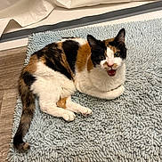 Sassy joined the competition — help win amazing prizes! cat, calico_cat, pet, animal, indoor, rug, floor, curtain, meowing, feline, resting, looking_up, fur, whiskers, tail, ears, paws, domestic_animal, cute, home