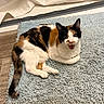 cat, calico_cat, pet, animal, indoor, rug, floor, curtain, meowing, feline, resting, looking_up, fur, whiskers, tail, ears, paws, domestic_animal, cute, home