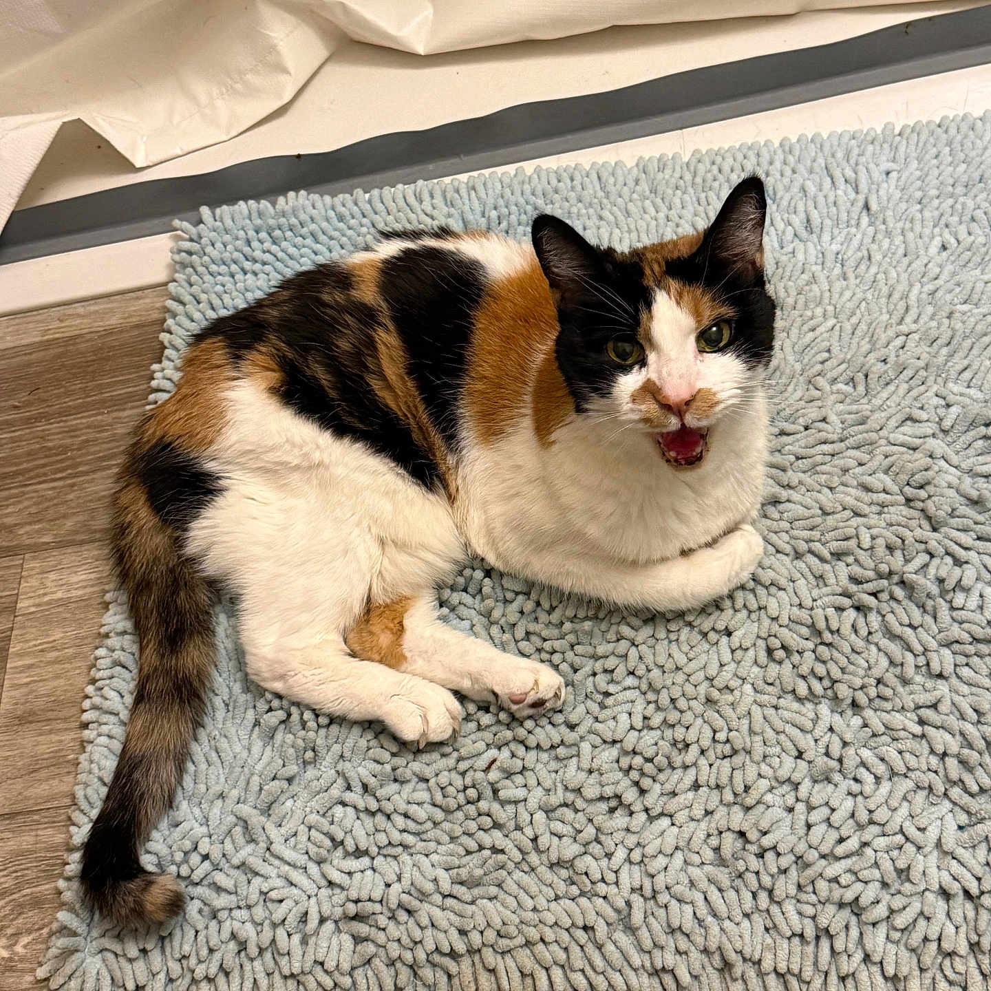 Sassy joined the competition — help win amazing prizes! cat, calico_cat, pet, animal, indoor, rug, floor, curtain, meowing, feline, resting, looking_up, fur, whiskers, tail, ears, paws, domestic_animal, cute, home