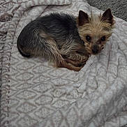 Linus is registered to the contest to win money with this photo: dog, small_dog, blanket, patterned_blanket, carpet, pet, fur, curled_up, resting, cute, indoor, cozy, animal, looking_up, ears, snout, fur_texture, companion, domestic_animal, relaxing