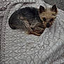 dog, small_dog, blanket, patterned_blanket, carpet, pet, fur, curled_up, resting, cute, indoor, cozy, animal, looking_up, ears, snout, fur_texture, companion, domestic_animal, relaxing