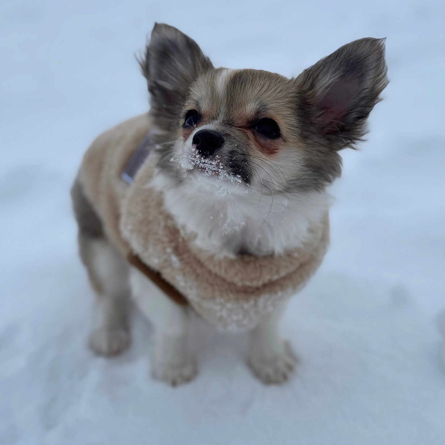 Volt participe au concours pour gagner de l'argent avec cette photo : animal, canine, chihuahua, cockerspaniel, dog, eskimodog, fox, kitfox, nature, outdoors, papillon, pet, poodle, puppy, snout, snow, terrier, whitedog