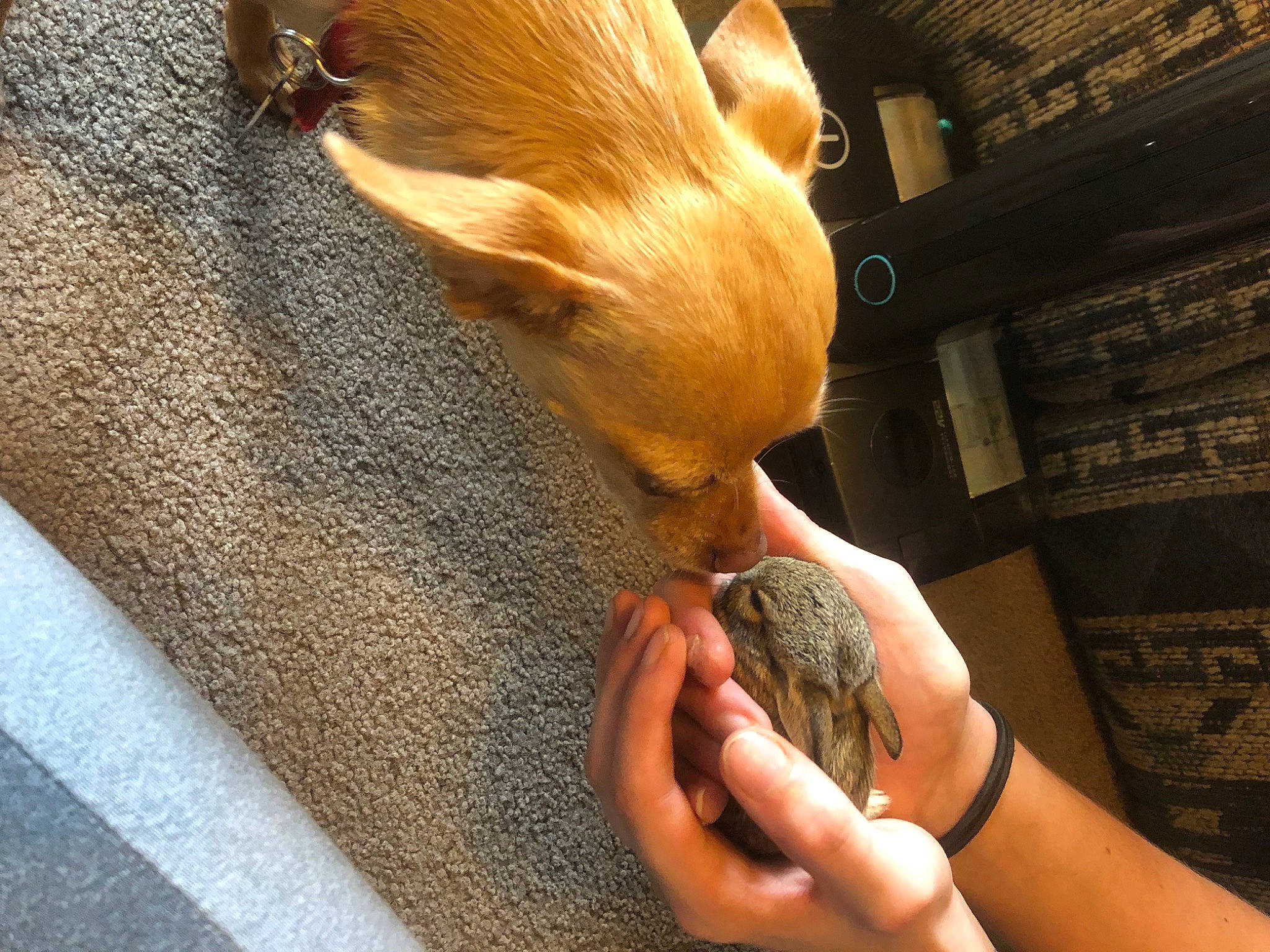 Baylee joined the competition — help win amazing prizes! bird, claw, comfort, fashion_accessory, fawn, feather, finger, flooring, fur, hand, hardwood, human_leg, metal, nail, pattern, trunk, wing, wood, wood_stain, wrist