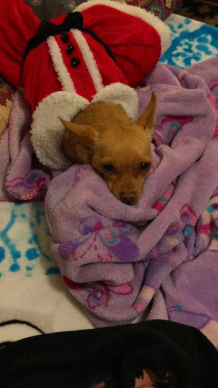 Baylee joined the competition — help win amazing prizes! bed, bedding, bedtime, canidae, carnivore, comfort, companion_dog, dog, dog_breed, dog_supply, fawn, fur, linens, magenta, pink, stuffed_toy, terrestrial_animal, textile, toy, working_animal