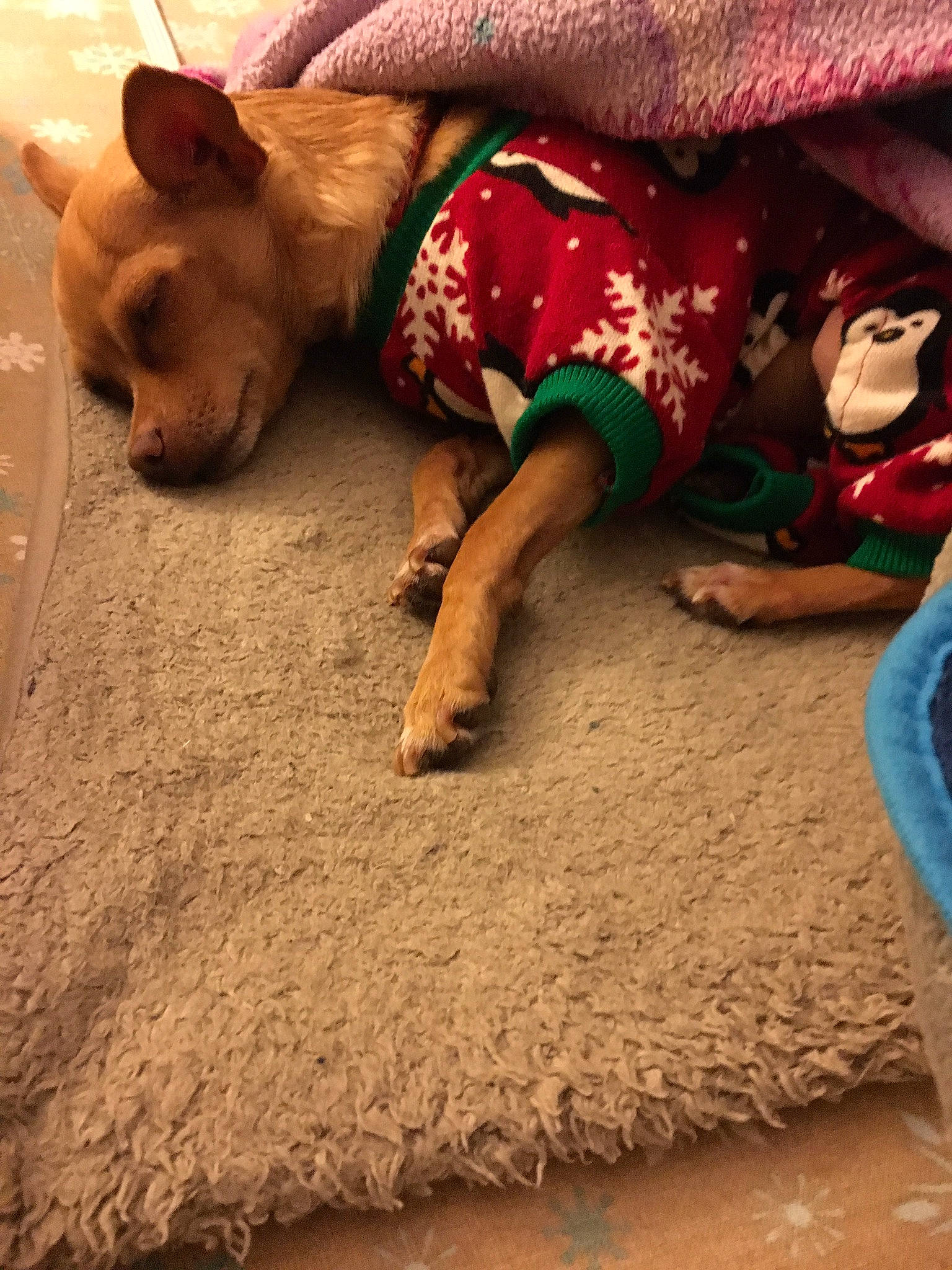 Baylee is registered to the contest to win money with this photo: barefoot, child, comfort, companion_dog, fawn, flooring, foot, fun, human_body, human_leg, leg, mammal, sand, soil, summer, temple, thigh, vacation, wood, working_animal