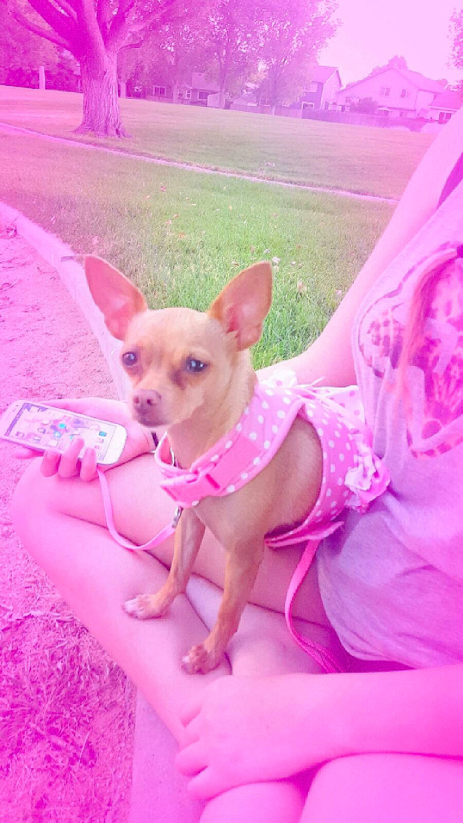 Baylee is registered to the contest to win money with this photo: canidae, carnivore, chihuahua, companion_dog, dog, dog_breed, dog_clothes, dog_supply, fawn, grass, magenta, pattern, pink, purple, sitting, snout, toy, toy_dog, whiskers, working_animal