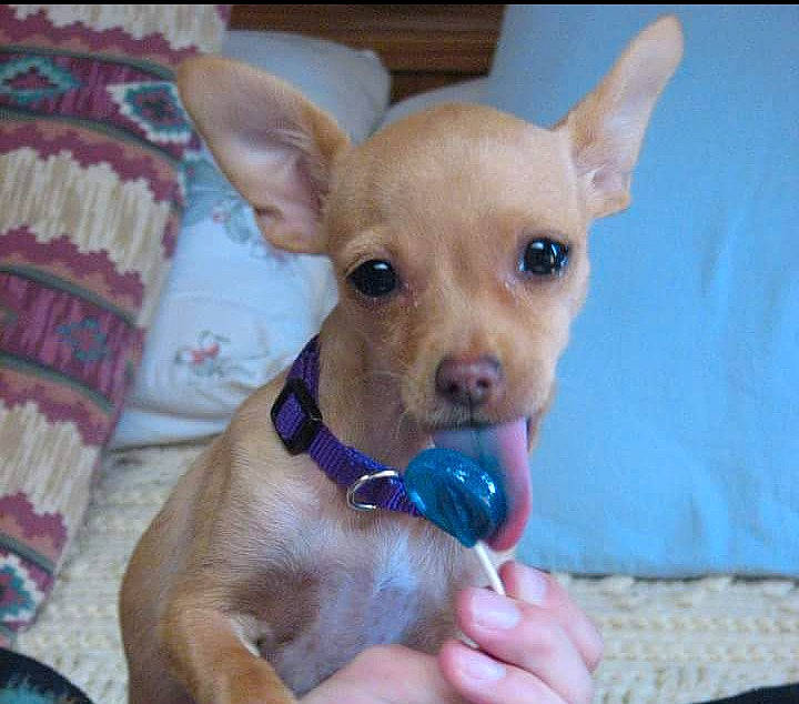 Baylee joined the competition — help win amazing prizes! canidae, carnivore, chihuahua, comfort, companion_dog, corgi_chihuahua, dog, dog_breed, dog_supply, ear, fawn, fur, non_sporting_group, snout, sporting_group, terrestrial_animal, toy_dog, whiskers, working_animal, woven_fabric