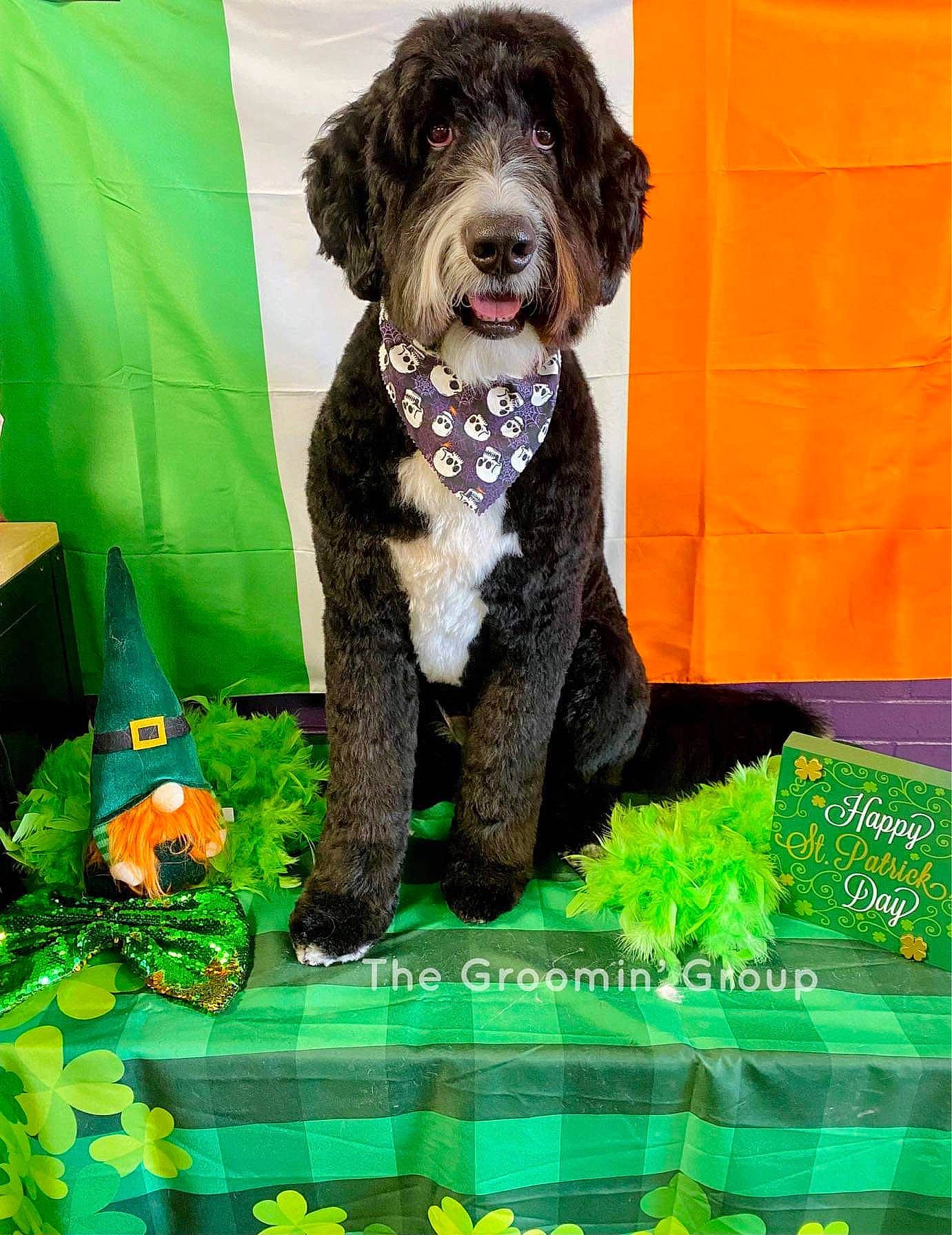 Blaize is registered to the contest to win money with this photo: carnivore, collar, companion_dog, dog, dog_breed, dog_collar, dog_supply, fur, grass, green, liver, non_sporting_group, pattern, pet_supply, sporting_group, stuffed_toy, terrier, toy_dog, working_animal, working_dog